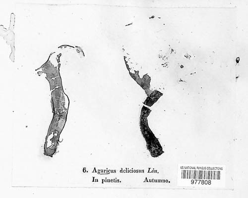 Lactarius deliciosus image